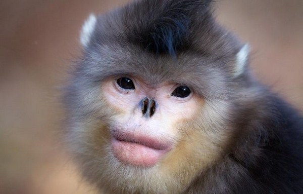 میمونی با شباهت بیشر به یک انسان